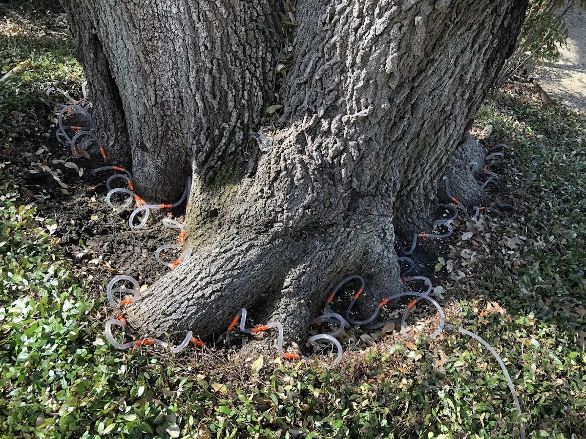 Detailed Tree Cabling and Bracing job site in Santa Margarita